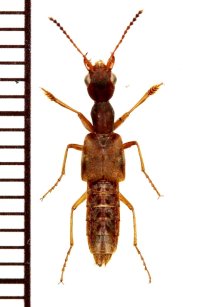 ハネカクシの一種　Staphylininae species　石垣島