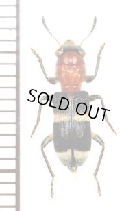 アリバチ擬態のカッコウムシの一種 　Cleridae species   マレーシア