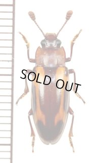 オオキノコムシの一種　Erotylidae species　ザンビア