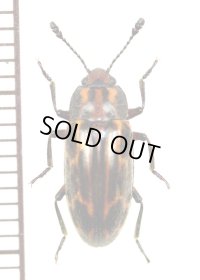 オオキノコムシの一種　Erotylidae species　ザンビア
