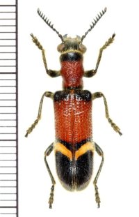 アリバチ擬態のカッコウムシの一種 　Strotocera grandis   マレーシア