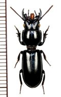 スジナシヒョウタンゴミムシの近似種　Scarites sp.　ベトナム北中部