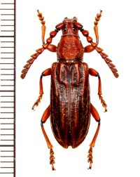 ミツギリゾウムシ擬態のカミキリムシの一種 　Pachylocerus sulcatus　ベトナム北東部