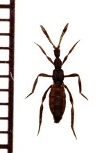 グンタイアリ擬態の好蟻性ハネカクシの一種　Ecitomorpha arachnoides　ペルー