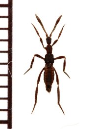 グンタイアリ擬態の好蟻性ハネカクシの一種　Ecitomorpha arachnoides　ペルー