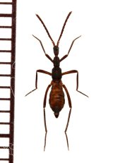 グンタイアリ擬態の好蟻性ハネカクシの一種　Ectophya simulans　ペルー