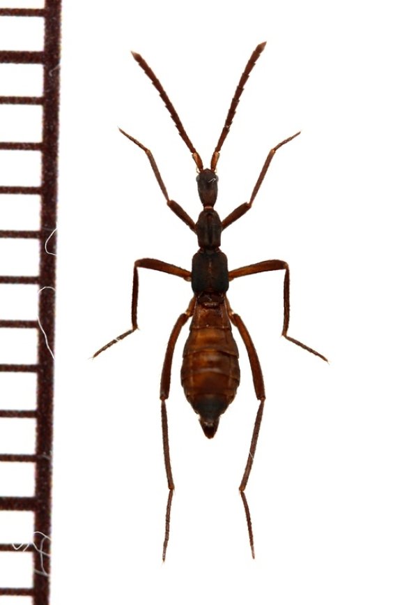 画像1: グンタイアリ擬態の好蟻性ハネカクシの一種　Ectophya simulans　ペルー