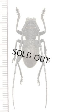 カミキリムシの一種　Morimus asper verecundus　♂　ロシア