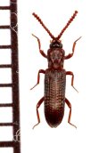 好白蟻性のゴミムシダマシの一種　Azarelius sculpticollis　タイ