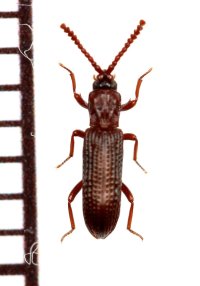 好白蟻性のゴミムシダマシの一種　Azarelius sculpticollis　タイ