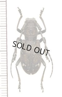 カミキリムシの一種　Lamiodorcadion annulipes　♀　中国（チベット自治区）