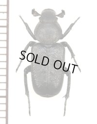 アリノスハナムグリの一種　Clinterocera opaca　中国雲南省