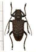 カミキリムシの一種　Aethalodes verrucosus formosanus　♀　台湾（南投県）
