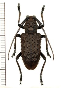カミキリムシの一種　Aethalodes verrucosus formosanus　♀　台湾（南投県）