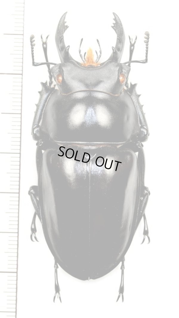 画像1: カツラマルバネクワガタ　大型 ♂67.2mm　ベトナム(ベトナム南部)
