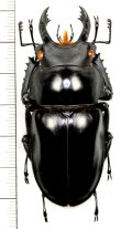 カツラマルバネクワガタ　大型 ♂63.7mm　ベトナム(ベトナム南部)