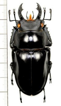 カツラマルバネクワガタ　大型 ♂63.7mm　ベトナム(ベトナム南部)
