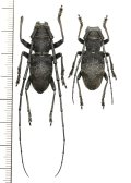 カミキリムシの一種　Morimus asper asper　ペア　イタリア
