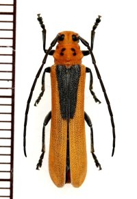 カミキリムシの一種　Linda nigroscutata nigroscutata　ベトナム(ベトナム南部)