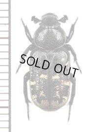 アリノスハナムグリの一種　Clinterocera scabrosa　中国四川省