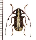 カミキリムシの一種　Caciomorpha plagiata　♀　ペルー