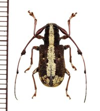 カミキリムシの一種　Caciomorpha plagiata　♀　ペルー