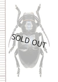 カミキリムシの一種　Herophila fairmairei　♀　ギリシャ