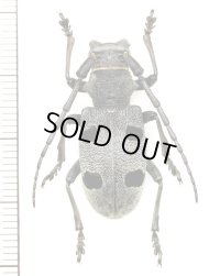 カミキリムシの一種　Morimus funereus  ♀　モルドバ
