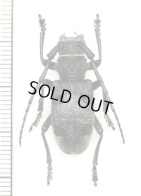 カミキリムシの一種　Morimus funereus  ♀　ハンガリー