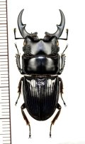 ネブトクワガタの一種　Aegus chelifer ssp.　♂35.1mm　ベトナム北中部