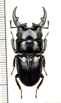 ネブトクワガタの一種　Aegus chelifer ssp.　♂35.1mm　ベトナム北中部