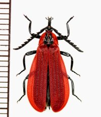 ベニボタルの一種　Lycidae species　ベトナム南部