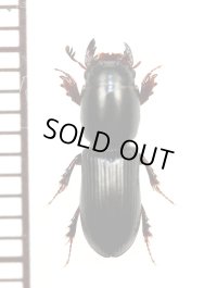 ツツガタコガネの一種　Amphiceratodon arrowi　南アフリカ
