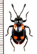 テントウムシダマシの一種　 Endomychidae species　フィリピン（ミンダナオ島）