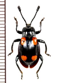 テントウムシダマシの一種　 Endomychidae species　フィリピン（ミンダナオ島）