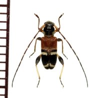 アリバチ擬態のカミキリムシの一種　Cerambycidae species　フィリピン（ルソン島）