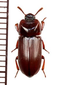 ゴミムシダマシの一種　Tenebrionidae species　フィリピン（ルソン島）