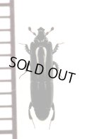 ニセツツエンマムシの一種　Trypanaeus sp.　ペルー