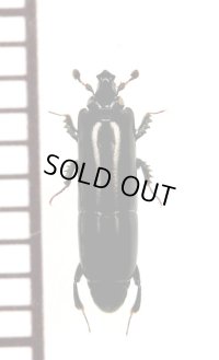 ニセツツエンマムシの一種　Trypanaeus sp.　ペルー