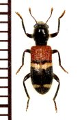アリバチ擬態のカッコウムシの一種　Cleridae species　中国（雲南省）