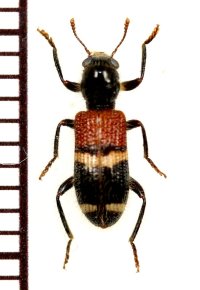 アリバチ擬態のカッコウムシの一種　Cleridae species　中国（雲南省）