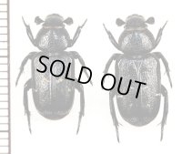 アリノスハナムグリの一種　Clinterocera obsoleta　ペア　中国山西省