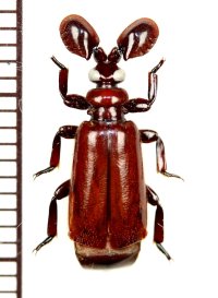 ヒゲブトオサムシ族の一種　Paussus procerus　エチオピア