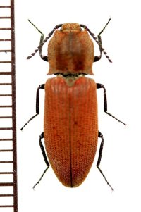 コメツキムシの一種　Elateridae species　♂　中国（雲南省）