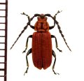 ベニボタル擬態のハムシの一種　Chrysomelidae species　 ラオス