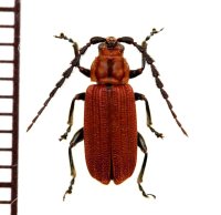 ベニボタル擬態のハムシの一種　Chrysomelidae species　 ラオス