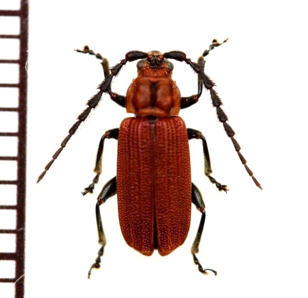 画像1: ベニボタル擬態のハムシの一種　Chrysomelidae species　 ラオス