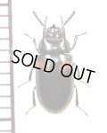 オオキノコムシ擬態のゴミムシダマシの一種　Tenebrionidae species　タンザニア