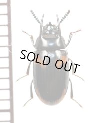 オオキノコムシ擬態のゴミムシダマシの一種　Tenebrionidae species　タンザニア