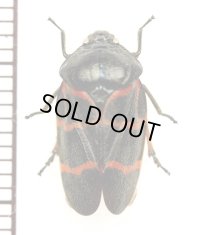 コガシラアワフキの一種　Cercopidae species　♂　中国雲南省